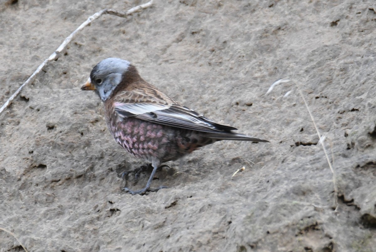 Gray-crowned Rosy-Finch (Hepburn's) - ML626690203