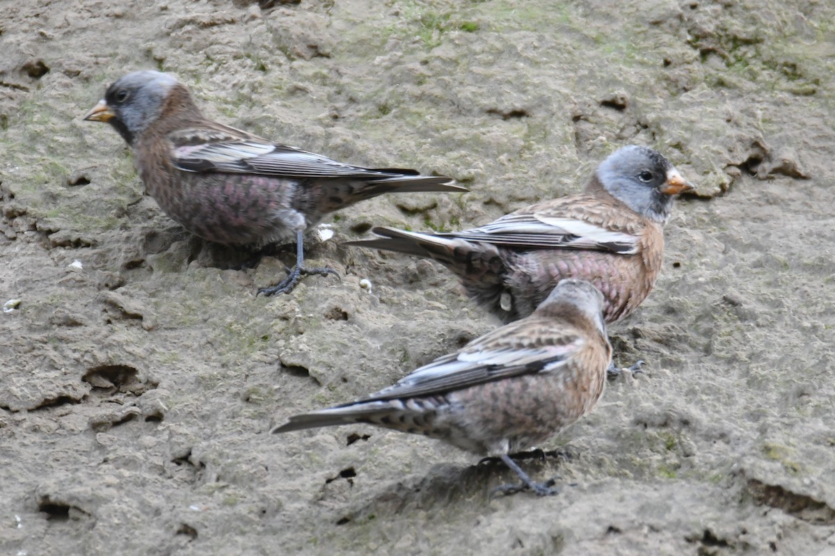 Gray-crowned Rosy-Finch (Hepburn's) - ML626690204