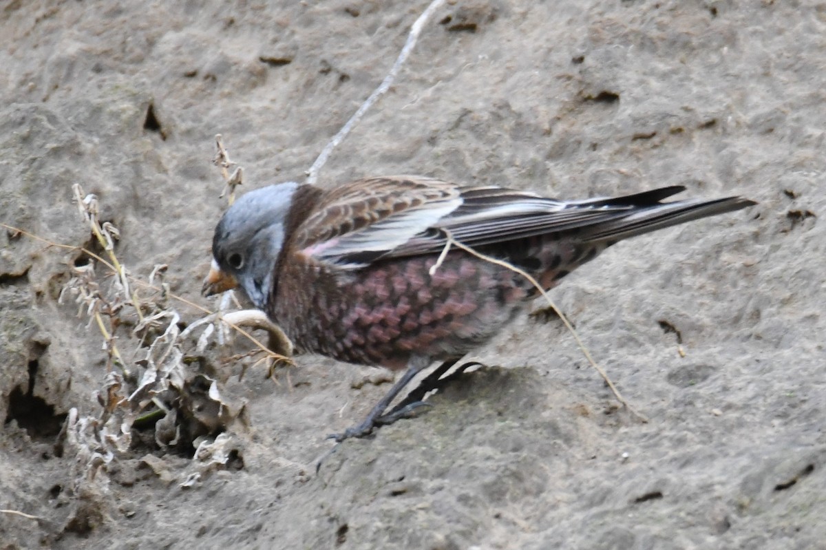 Gray-crowned Rosy-Finch (Hepburn's) - ML626690205