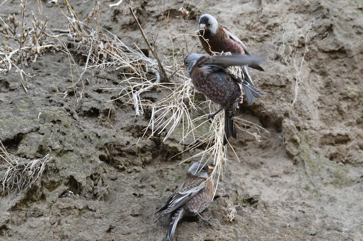 Gray-crowned Rosy-Finch (Hepburn's) - ML626690206