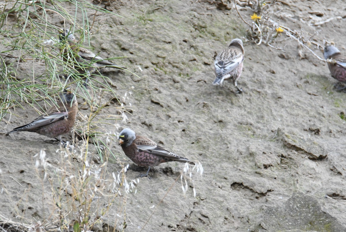 Gray-crowned Rosy-Finch (Hepburn's) - ML626690207