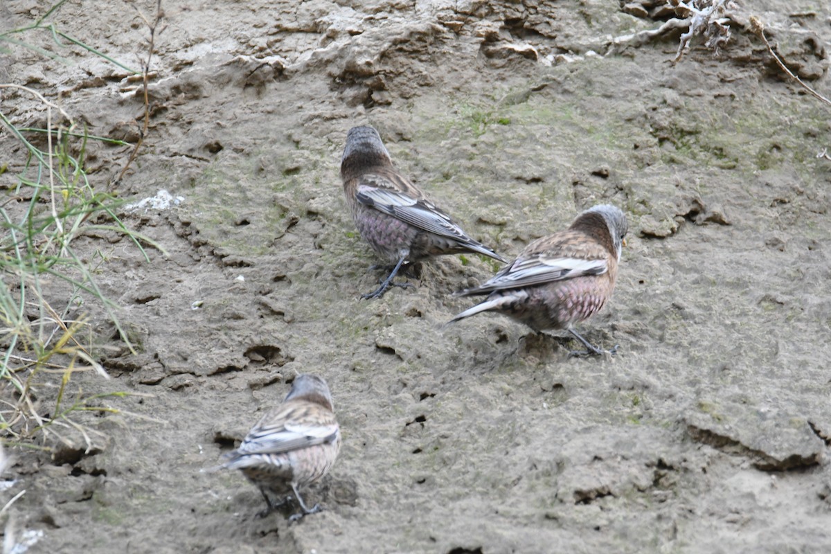 Gray-crowned Rosy-Finch (Hepburn's) - ML626690208