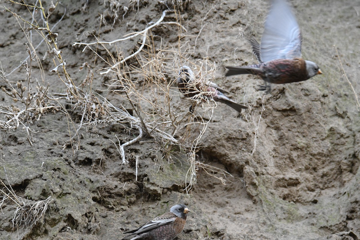 Gray-crowned Rosy-Finch (Hepburn's) - ML626690209