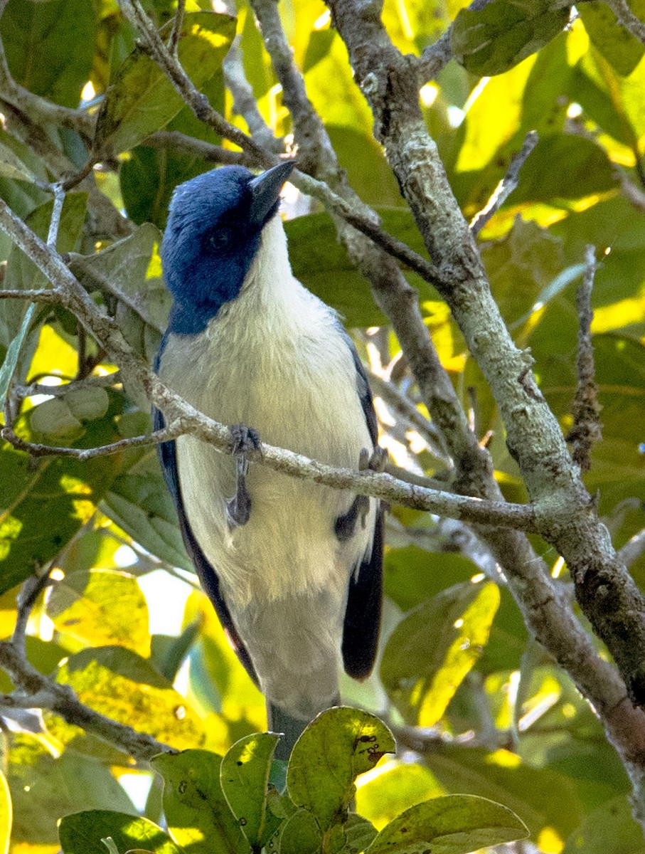 Madagascar Blue Vanga - ML626690289