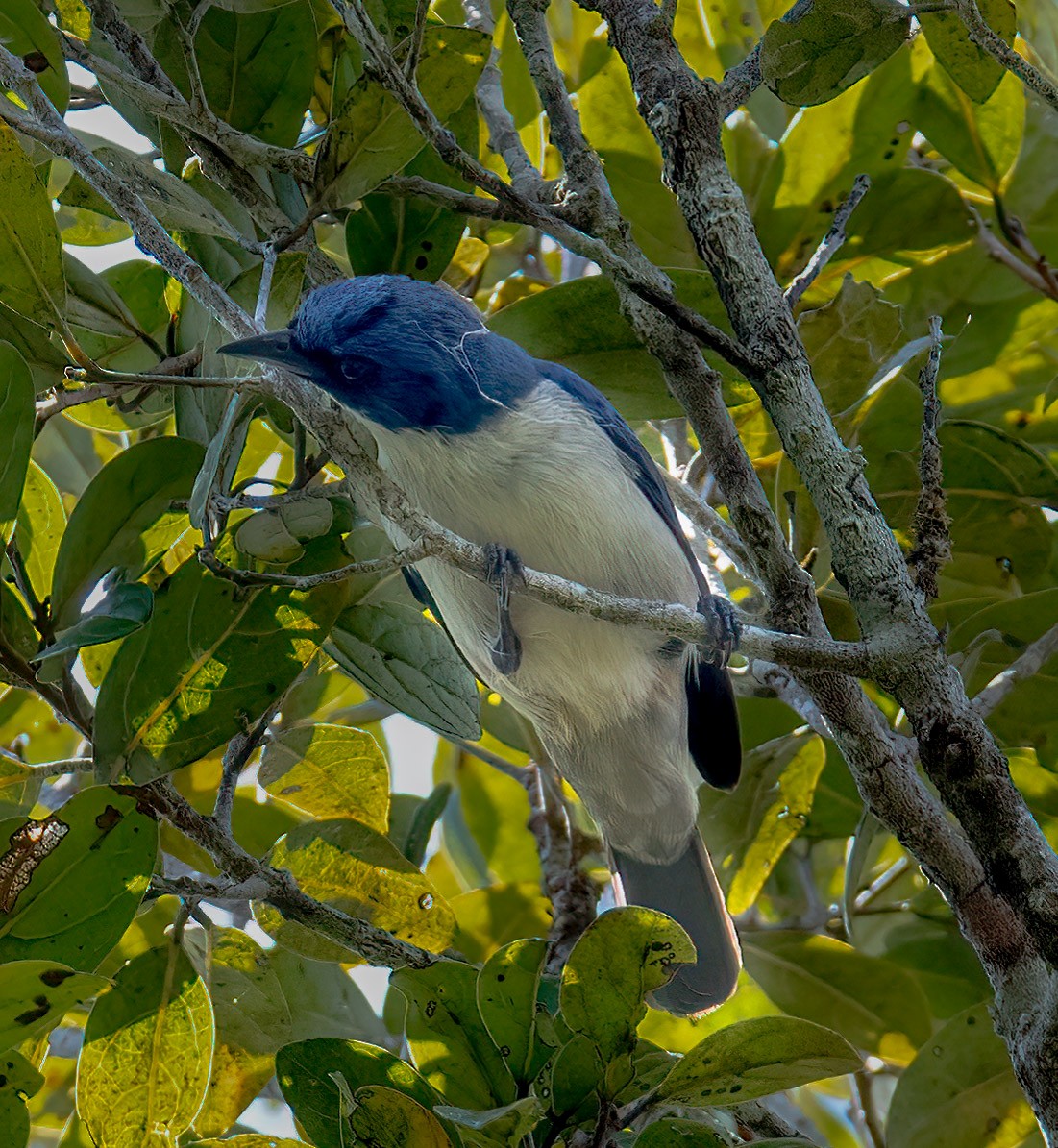 Madagascar Blue Vanga - ML626690290