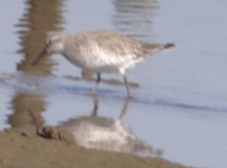 Red Knot - ML626690443