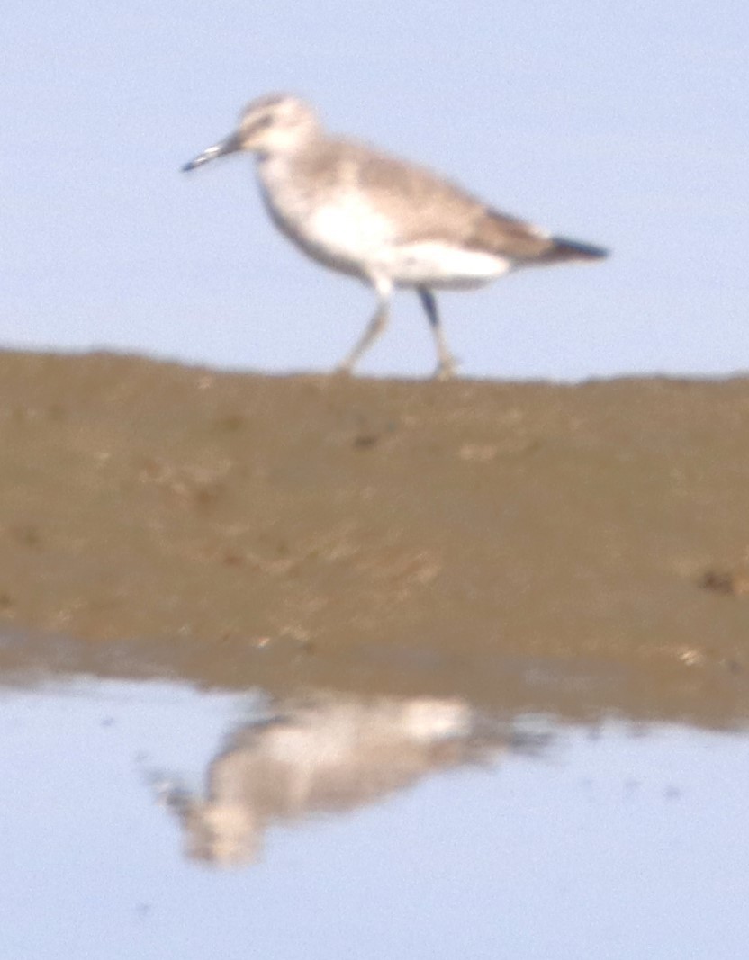 Red Knot - ML626690444