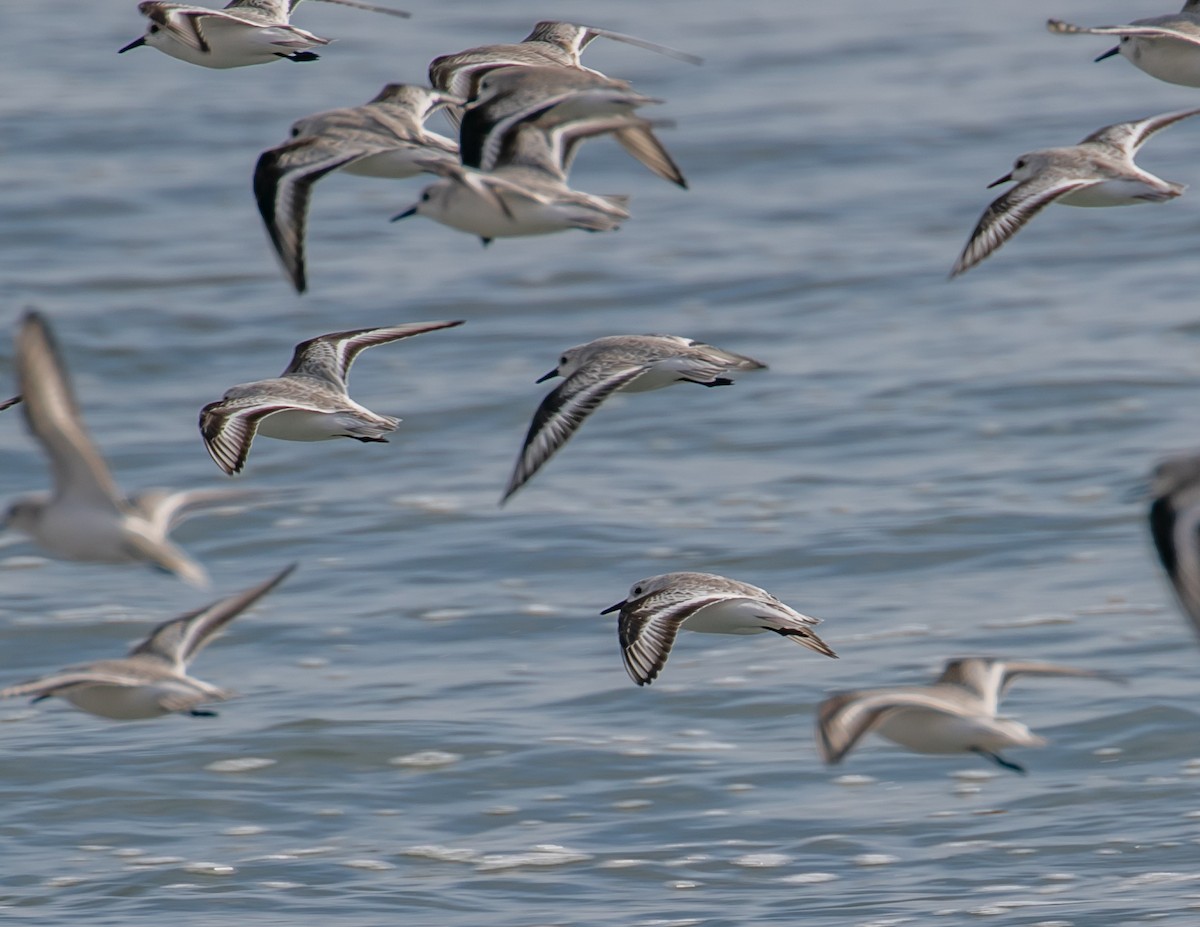 Snowy Plover - ML626690607