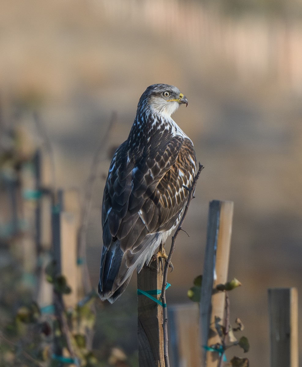 Ferruginous Hawk - ML626690767
