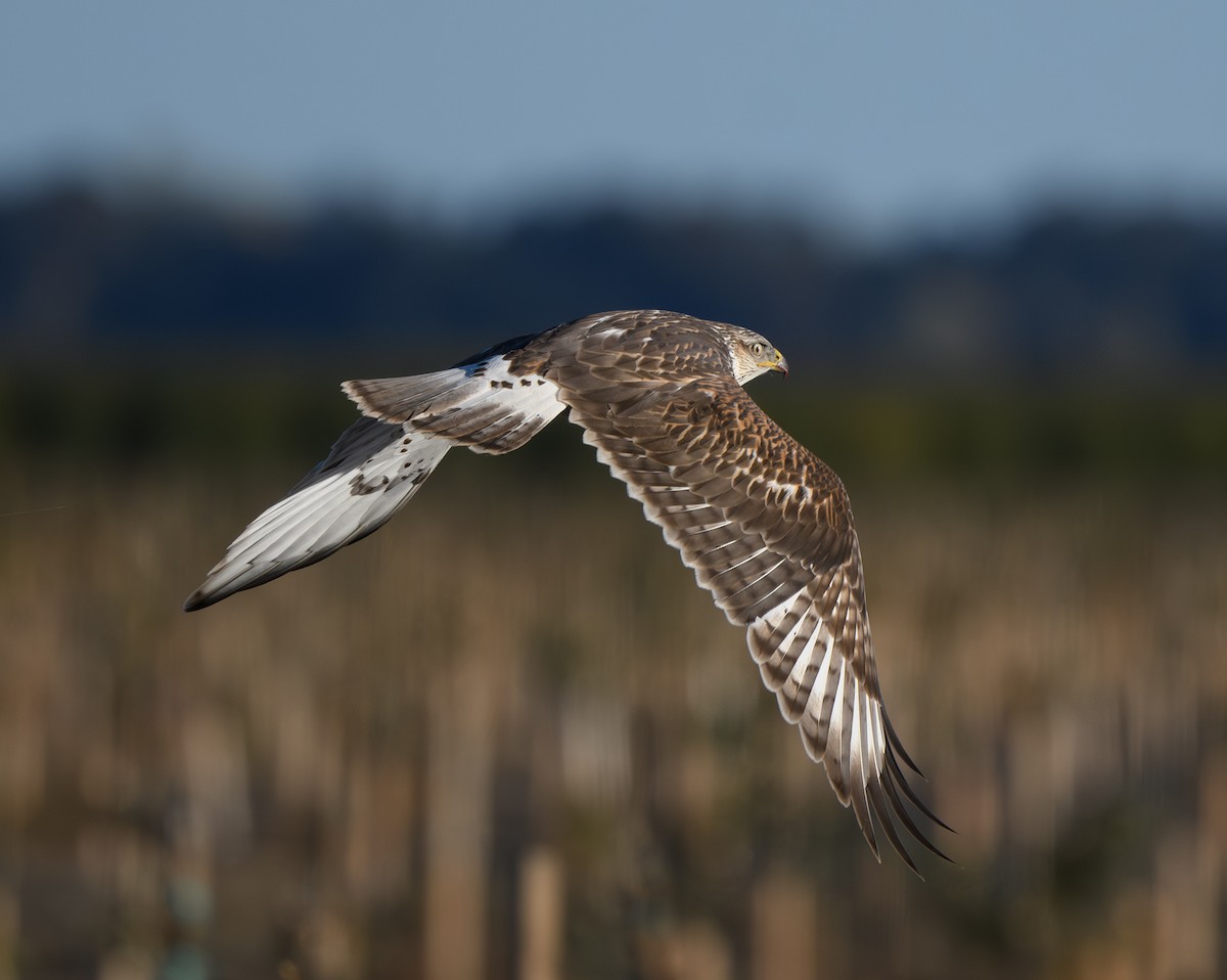 Ferruginous Hawk - ML626690771