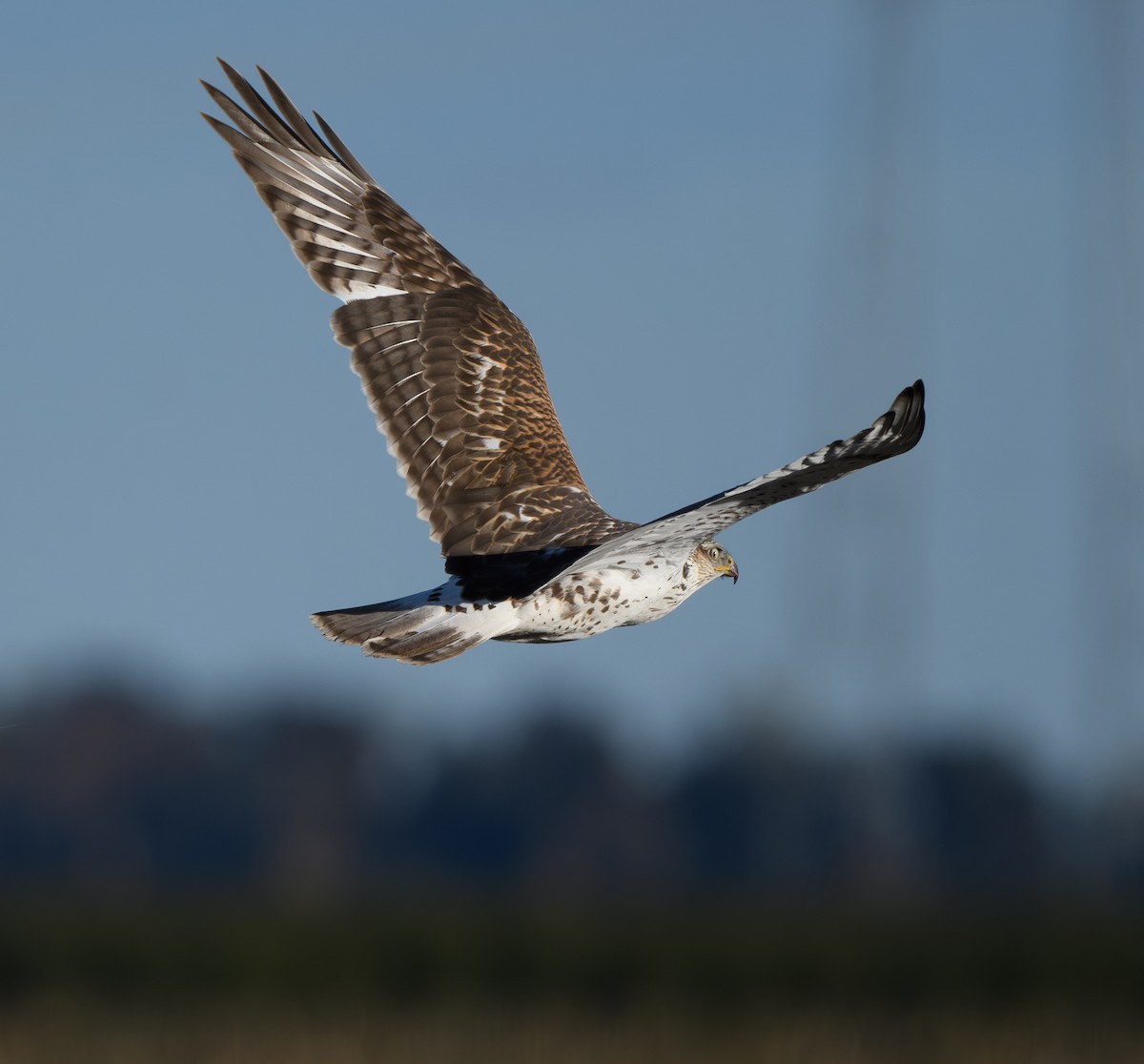 Ferruginous Hawk - ML626690778