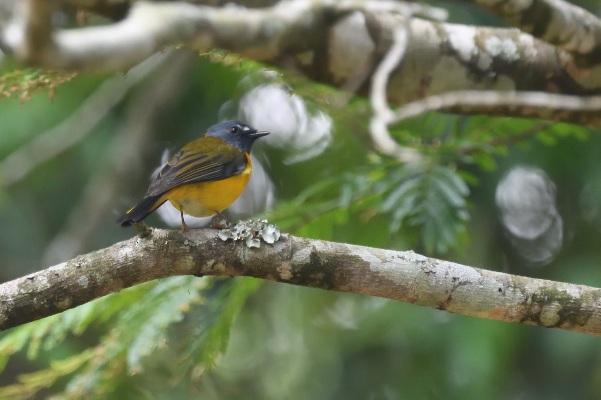 White-starred Robin - ML626691048