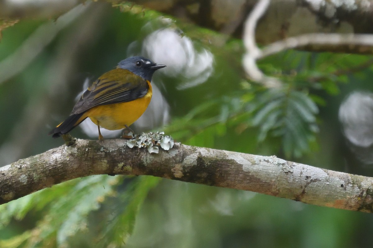 White-starred Robin - ML626691049