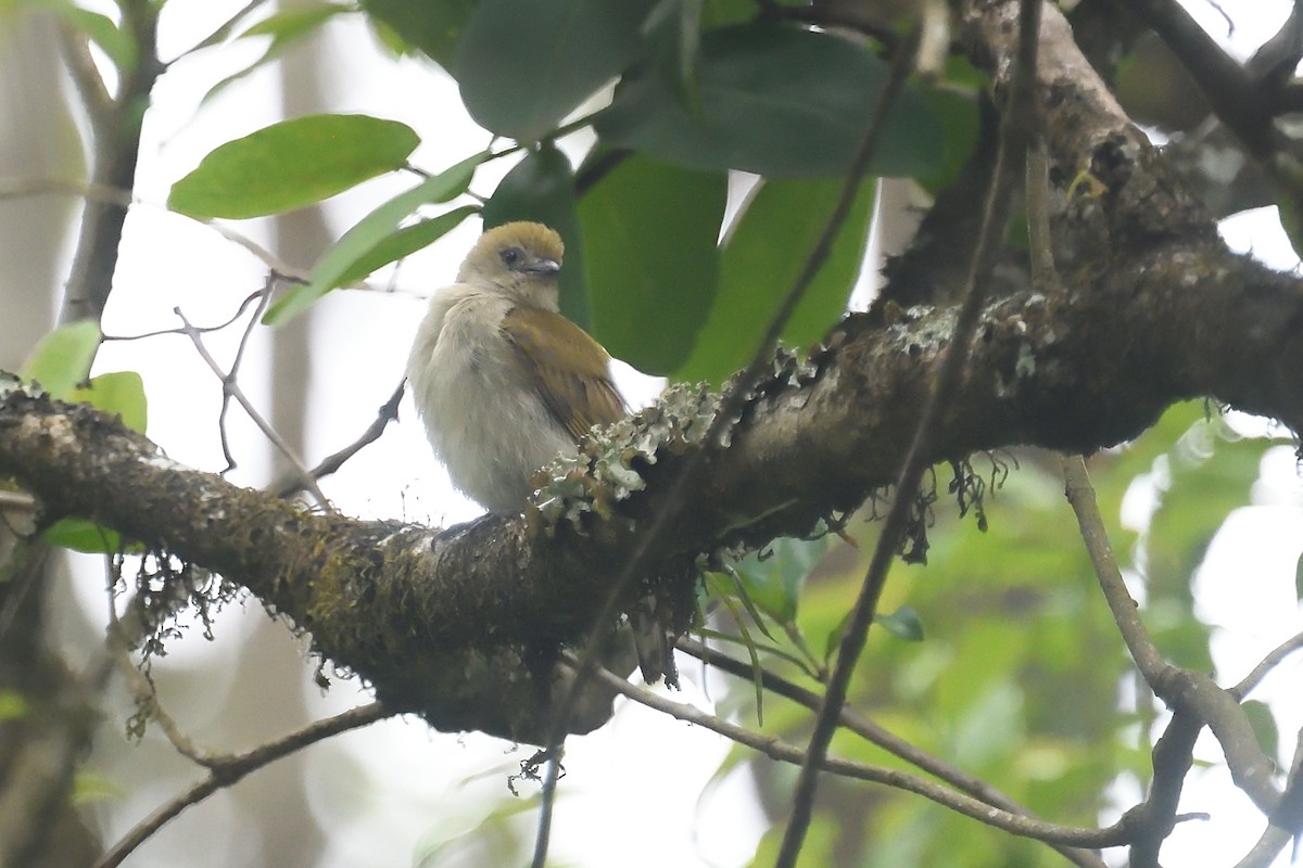 Pallid Honeyguide - ML626691066