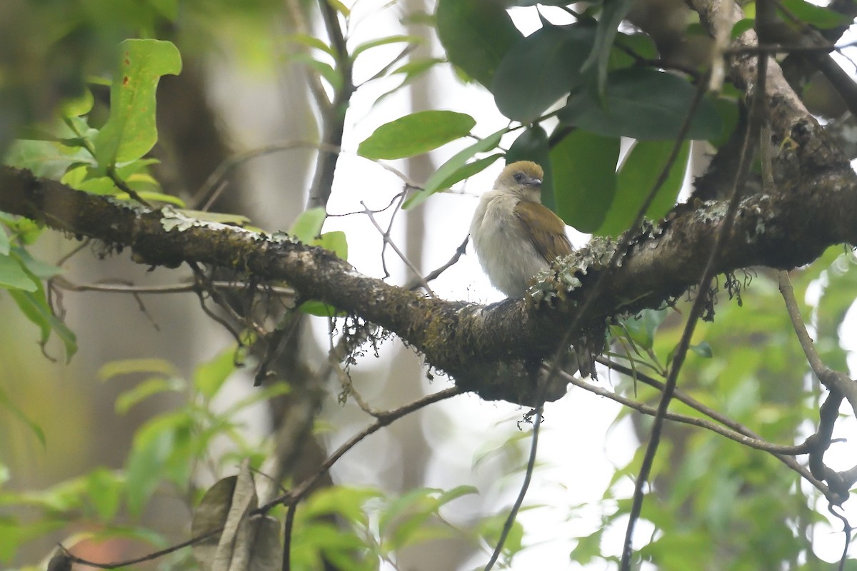 Pallid Honeyguide - ML626691067