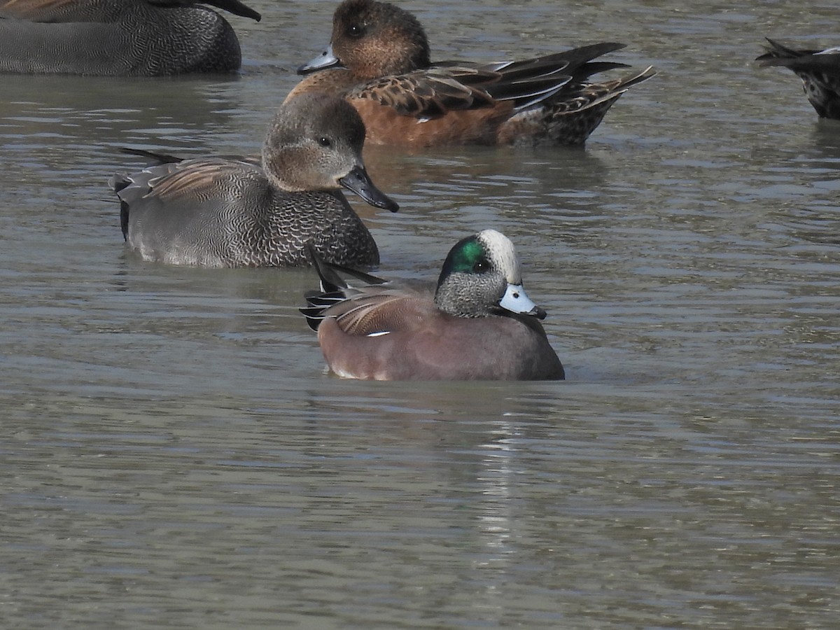 American Wigeon - ML626691137