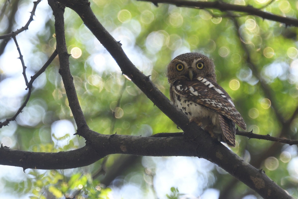 African Barred Owlet - ML626691249