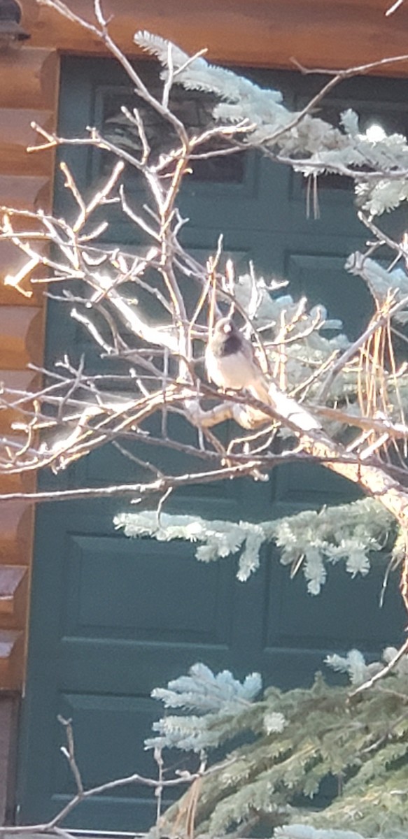 strnadec zimní (ssp. cismontanus) - ML626691344