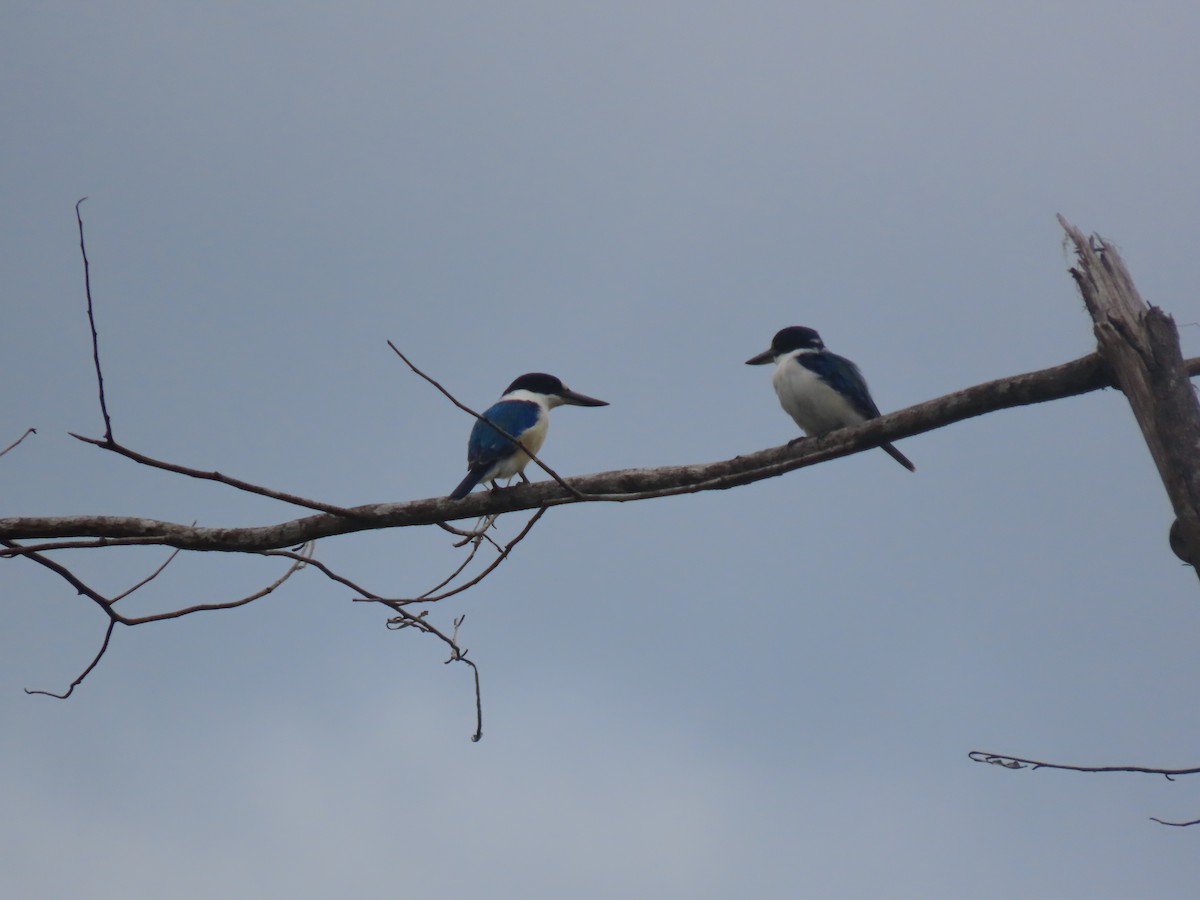Forest Kingfisher - ML626691391