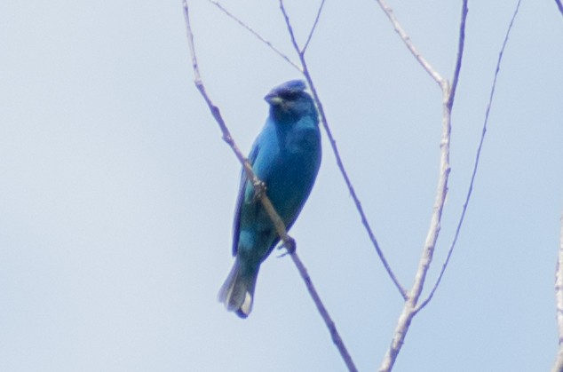 Indigo Bunting - ML626691434