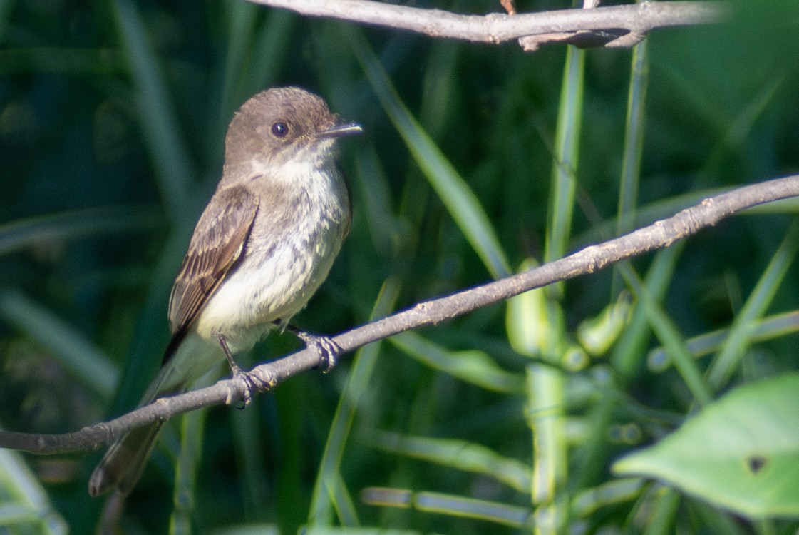 Eastern Phoebe - ML626691439