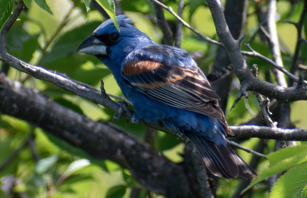 Blue Grosbeak - ML626691460