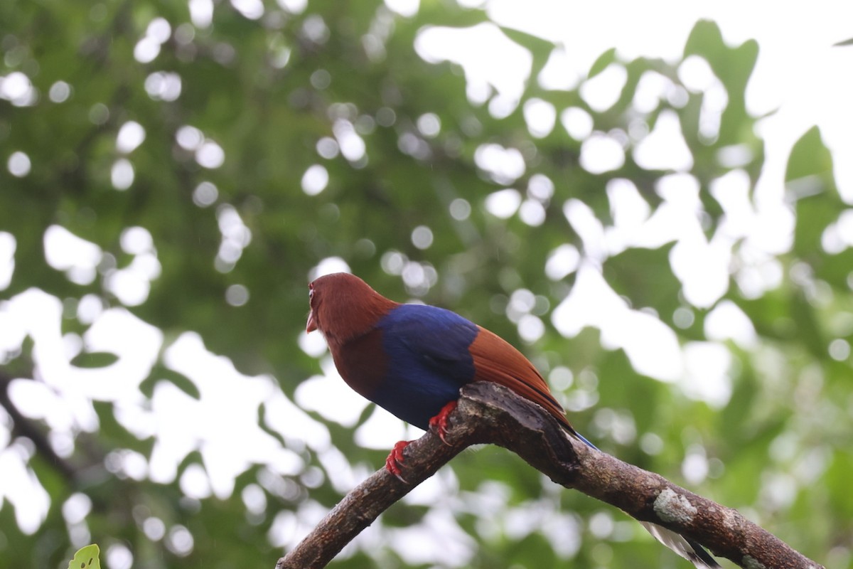 Sri Lanka Blue-Magpie - ML626691664