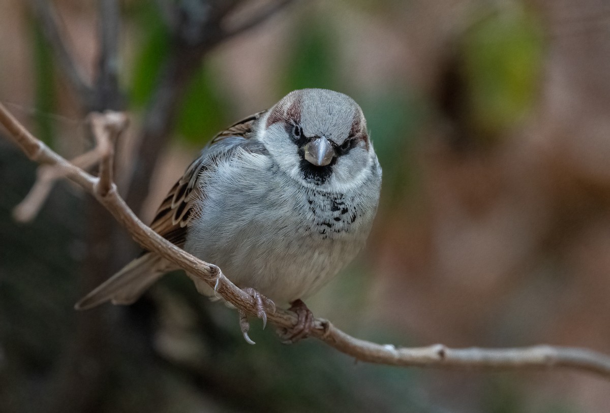 House Sparrow - ML626691934