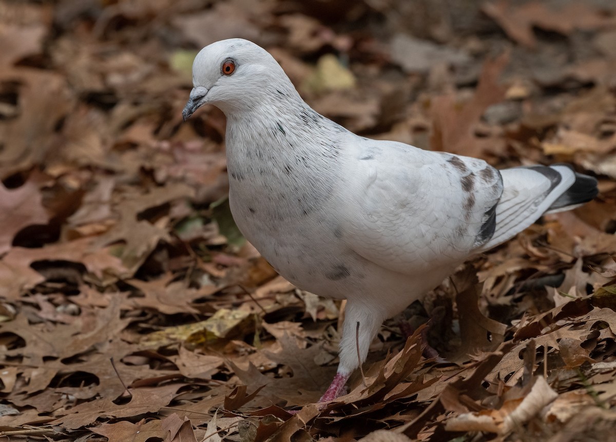 Rock Pigeon (Feral Pigeon) - ML626691945
