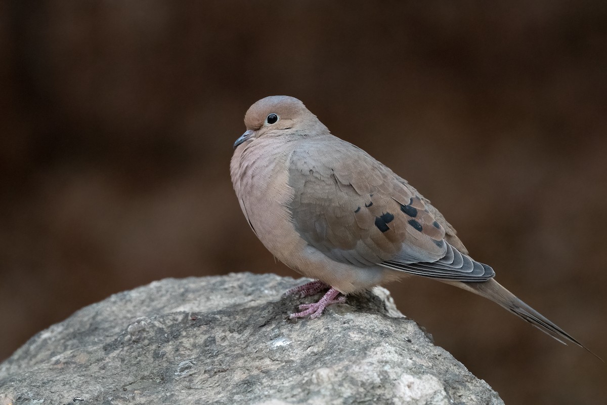 Mourning Dove - ML626691959
