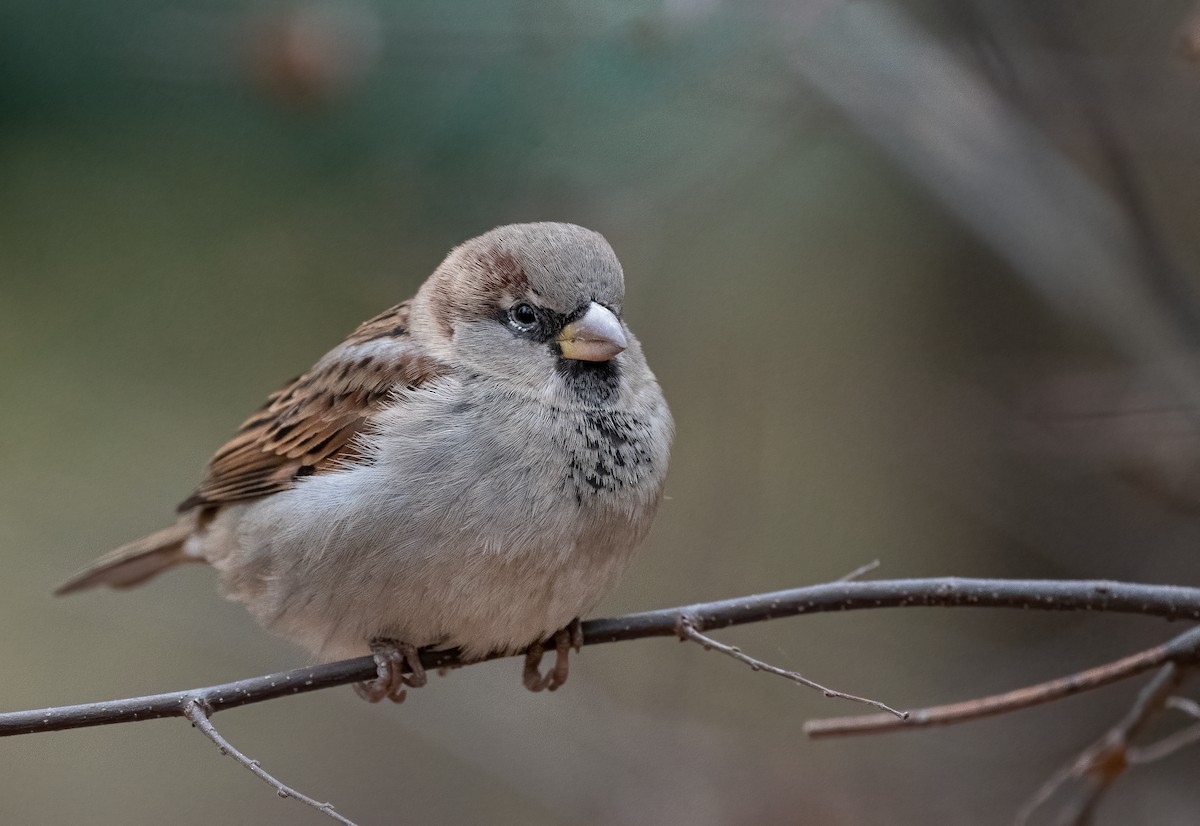 House Sparrow - ML626691985