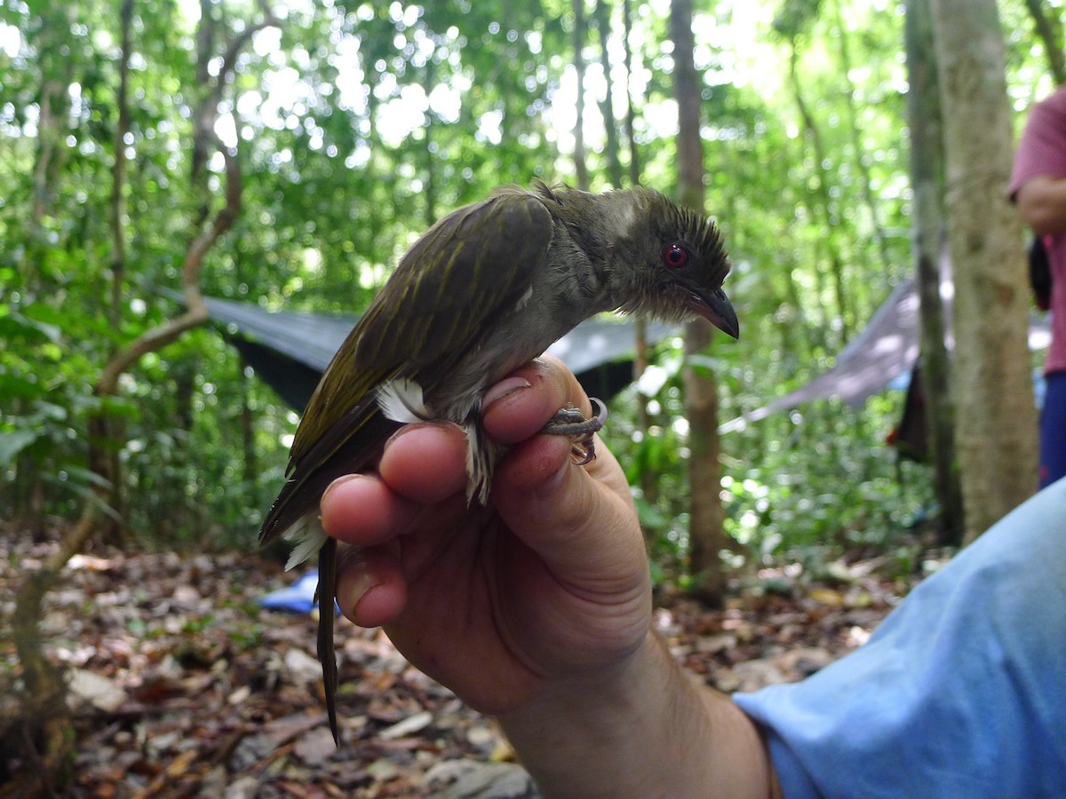 Malaysian Honeyguide - ML626692086