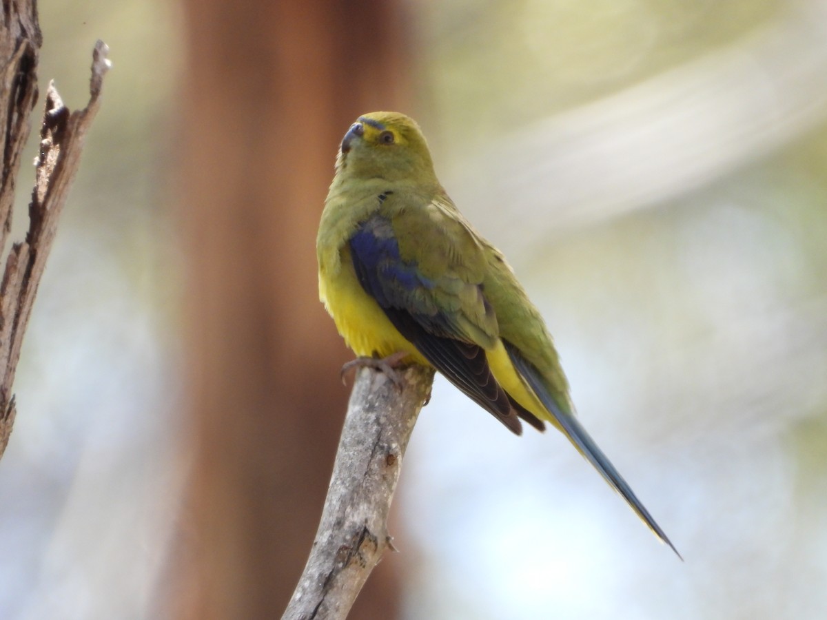 Blue-winged Parrot - ML626692220