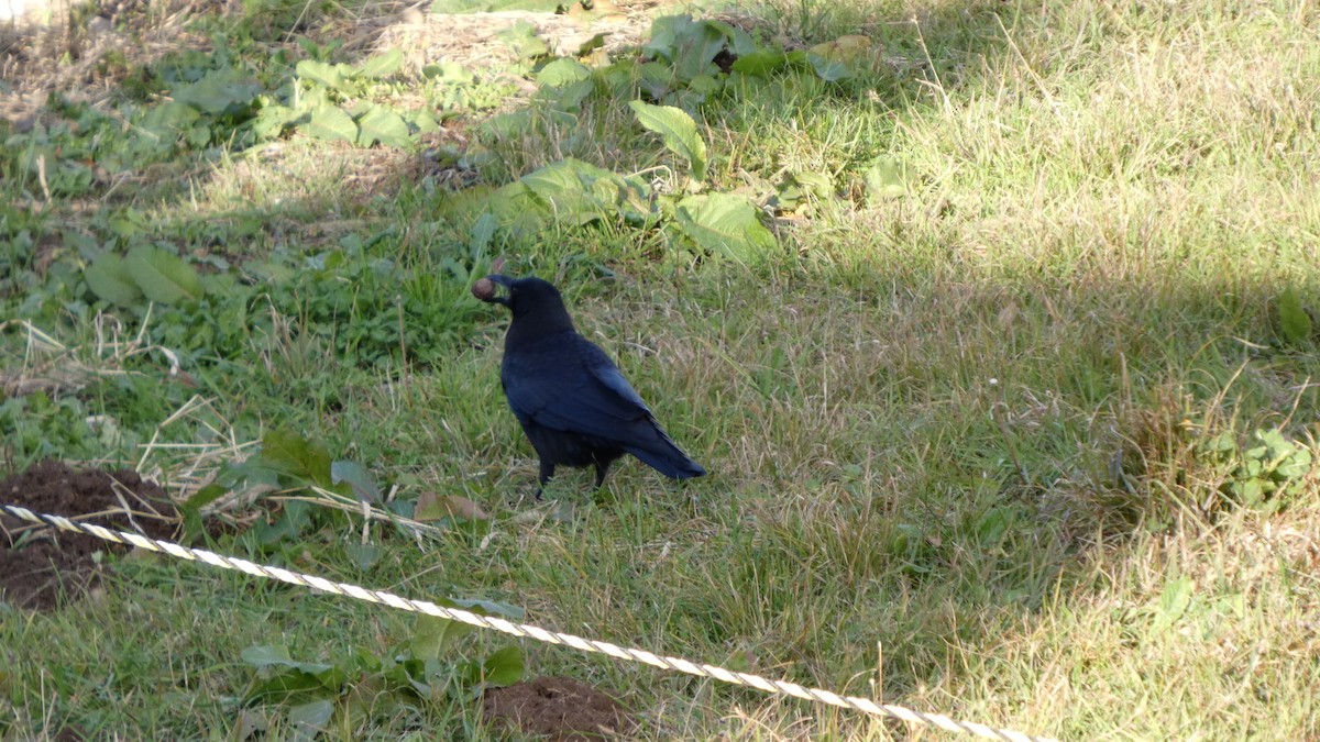 Carrion Crow - ML626692238