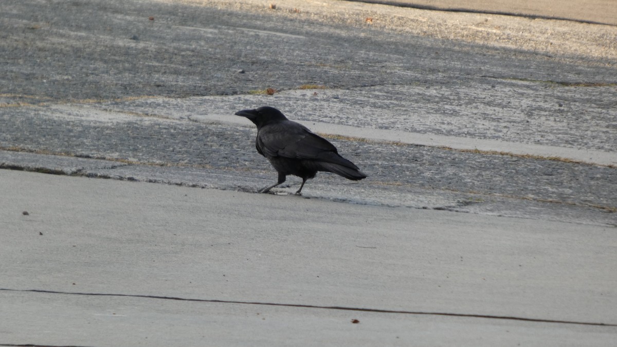 Carrion Crow - ML626692239