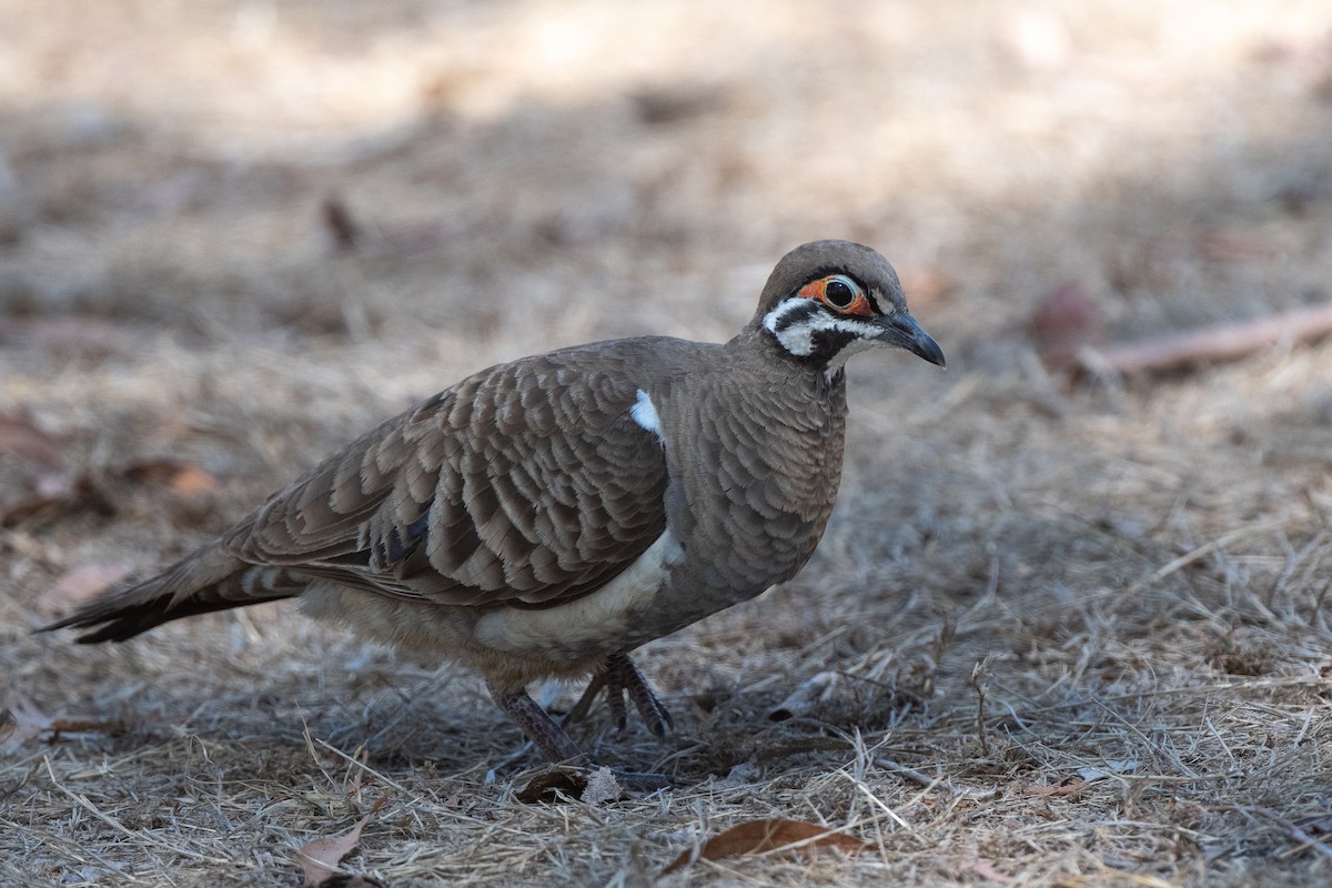 Squatter Pigeon - ML626692276