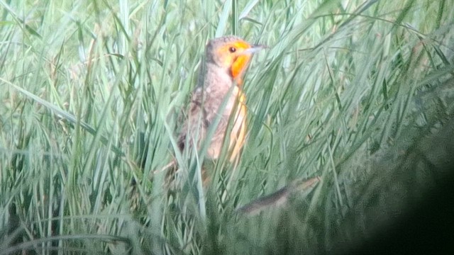 Orange-throated Longclaw - ML626692428