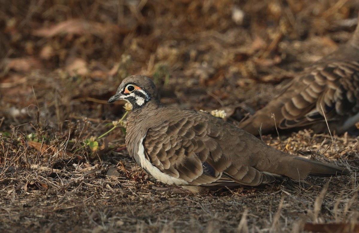 Squatter Pigeon - ML626692515