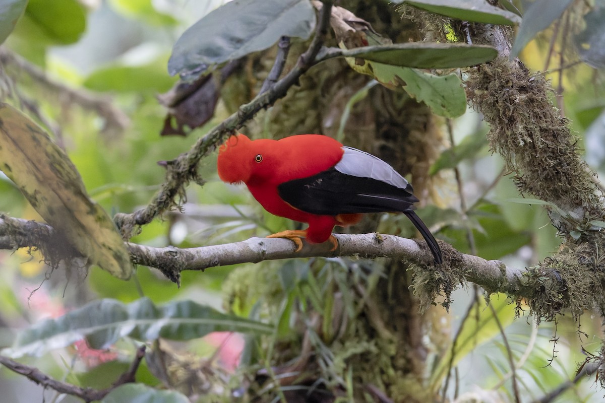 Ml626692545 - Andean Cock-of-the-rock - Macaulay Library