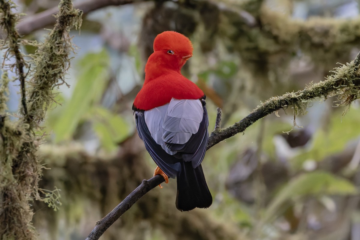 Ml626692547 - Andean Cock-of-the-rock - Macaulay Library