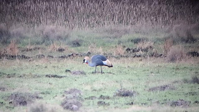 Gray Crowned-Crane - ML626692706
