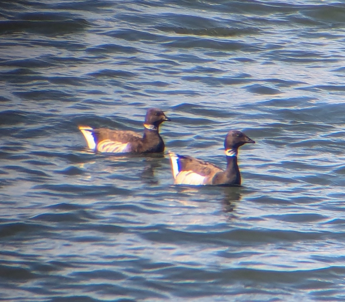 Brant (Black) - ML626692770