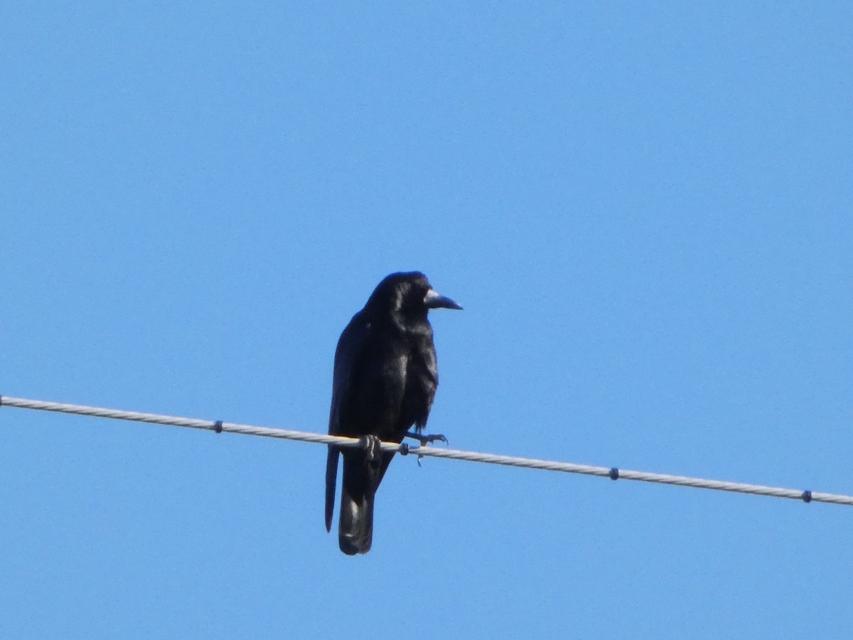 Carrion Crow - ML626692823