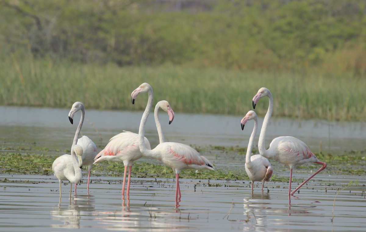 Greater Flamingo - ML626692908