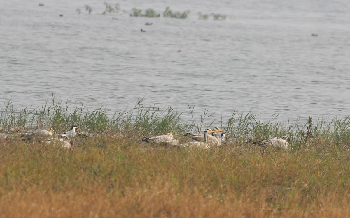 Bar-headed Goose - ML626692938