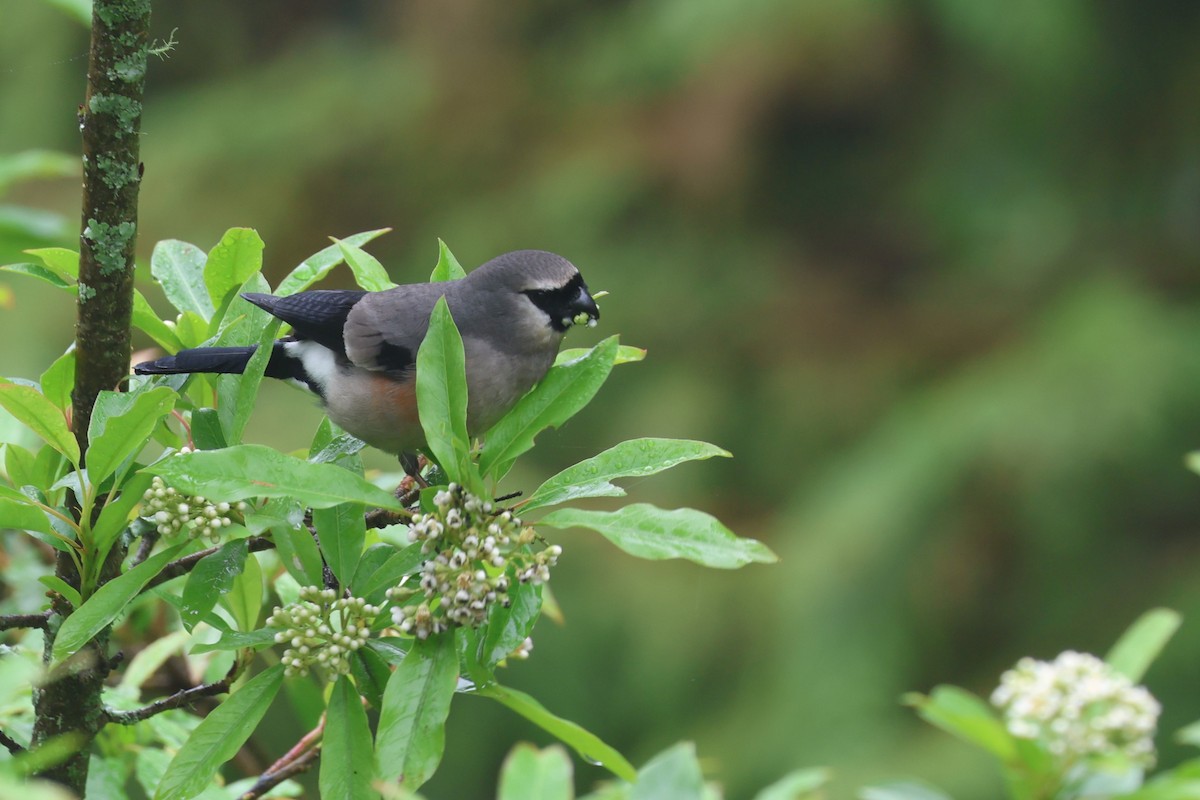 Taiwan Bullfinch - ML626693063