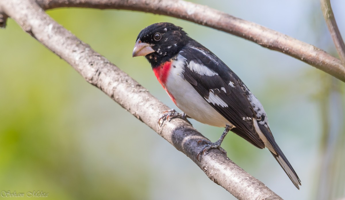 Rose-breasted Grosbeak - ML626693102