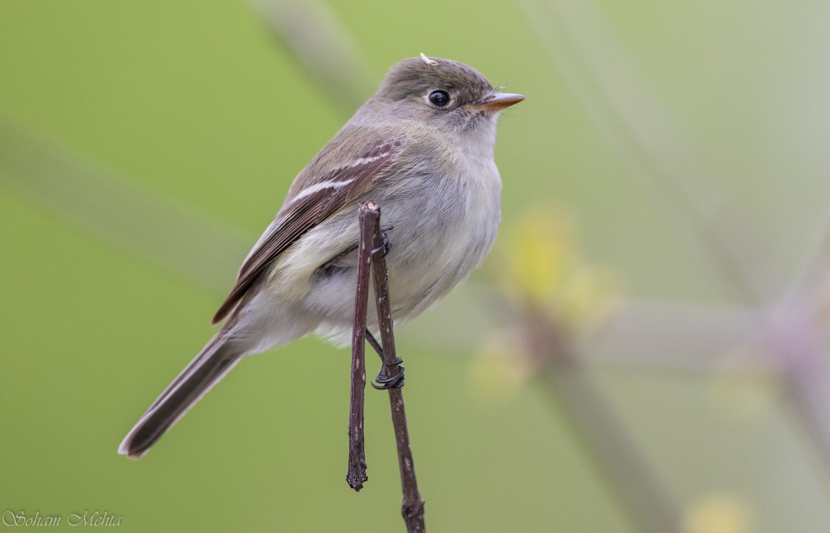 Least Flycatcher - ML626693184