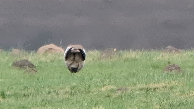 Denham's Bustard (Stanley's) - ML626693256