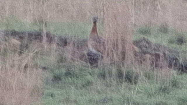 White-bellied Bustard (Barrow's) - ML626693266